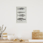 Kabeljauw, tonijn, zalm en sturgeon poster (Keuken)