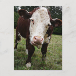 Kabeljauw uit Tongue Briefkaart