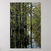 Kabeljauwbomen in moeras poster (Voorkant)