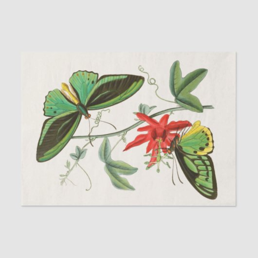 Kabinet van Oriental Entomology Pl XII Tissuepapier (Voorkant)