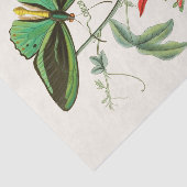 Kabinet van Oriental Entomology Pl XII Tissuepapier (Detail)