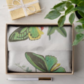 Kabinet van Oriental Entomology Pl XII Tissuepapier (Geschenk)