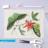 Kabinet van Oriental Entomology Pl XII Tissuepapier (Craft)