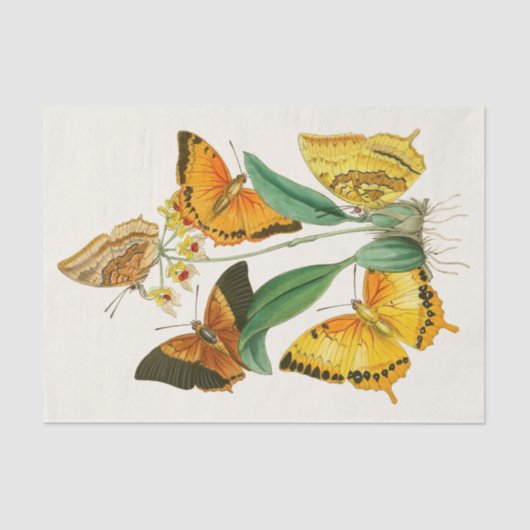 Kabinet van Oriental Entomology Pl XXII Tissuepapier (Voorkant)