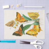 Kabinet van Oriental Entomology Pl XXII Tissuepapier (Craft)