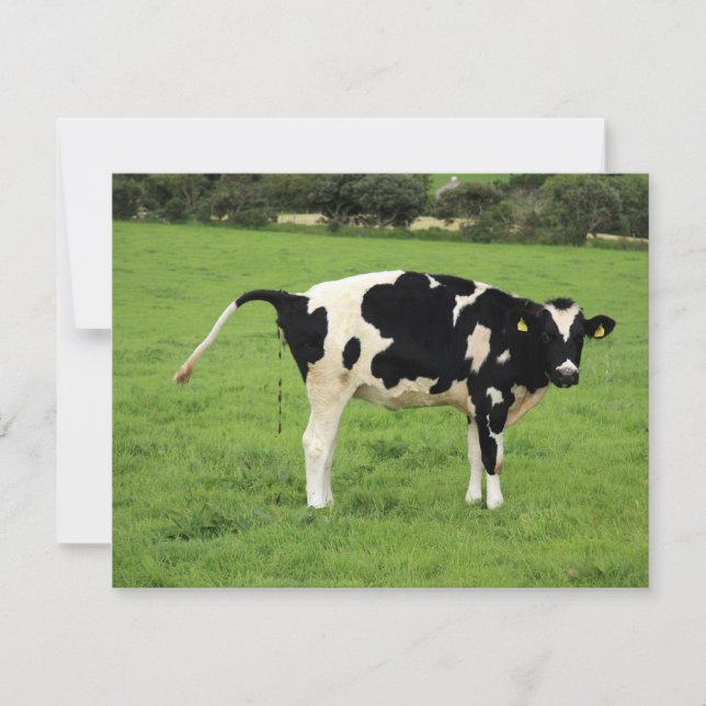 kackende Kuh (Voorkant)