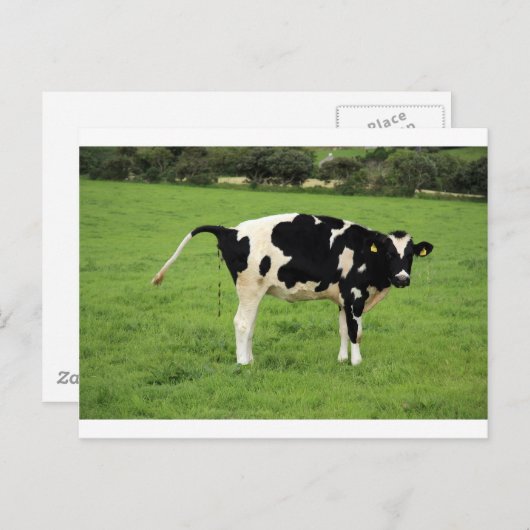 kackende Kuh Briefkaart (Voorkant / Achterkant)