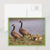 Kacking Canada Gansbrood Briefkaart (Voorkant / Achterkant)