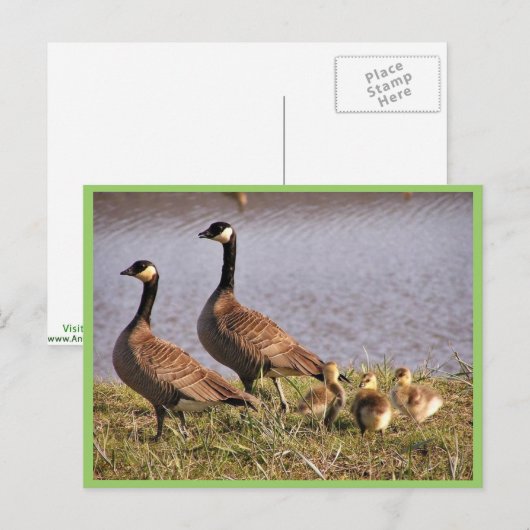 Kacking Canada Gansbrood Briefkaart (Voorkant / Achterkant)