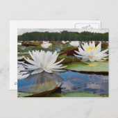 Kaddo-waterLily (Nymphaea Odorata) Briefkaart (Voorkant / Achterkant)
