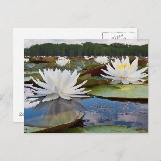 Kaddo-waterLily (Nymphaea Odorata) Briefkaart (Voorkant / Achterkant)
