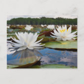 Kaddo-waterLily (Nymphaea Odorata) Briefkaart (Voorkant)