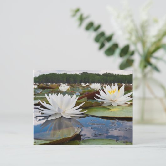 Kaddo-waterLily (Nymphaea Odorata) Briefkaart (Staand voorkant)