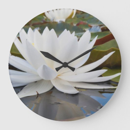 Kaddo-waterLily (Nymphaea Odorata) Grote Klok (Voorkant)
