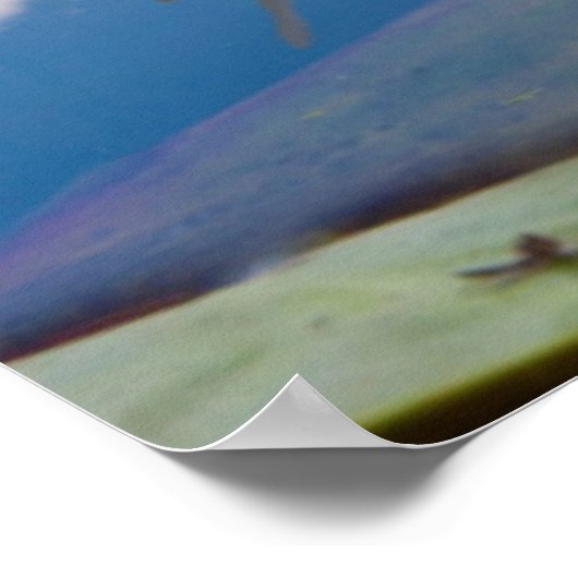 Kaddo-waterLily (Nymphaea Odorata) Poster (Hoek)