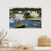 Kaddo-waterLily (Nymphaea Odorata) Poster (Keuken)