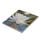 Kaddo-waterLily (Nymphaea Odorata) Tegeltje (Zijkant)