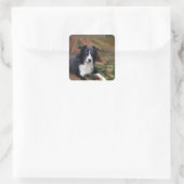 Kader Collie 2 Vierkante Sticker (Tas)