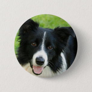 Kader Collie Dog toevoegen Tekstpakket Ronde Button 5,7 Cm