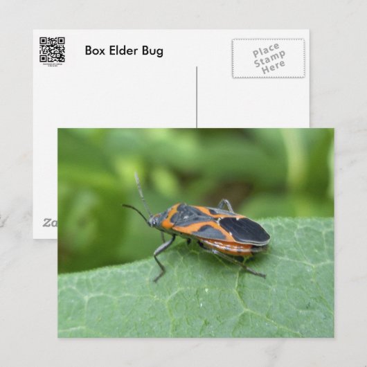 Kader Oudere Coördinerende items Briefkaart (Voorkant / Achterkant)