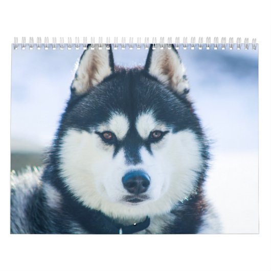 Kaeru The Husky Calendar Kalender (Hoes)