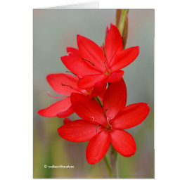 Kaffir Lily/River Lily/Hesperantha Coccinea