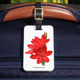 Kaffir Lily/River Lily/Hesperantha Coccinea Bagagelabel