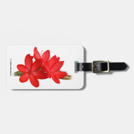 Kaffir Lily/River Lily/Hesperantha Coccinea Bagagelabel