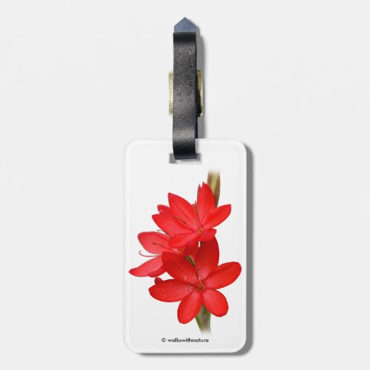 Kaffir Lily/River Lily/Hesperantha Coccinea Bagagelabel (Achterkant verticaal)
