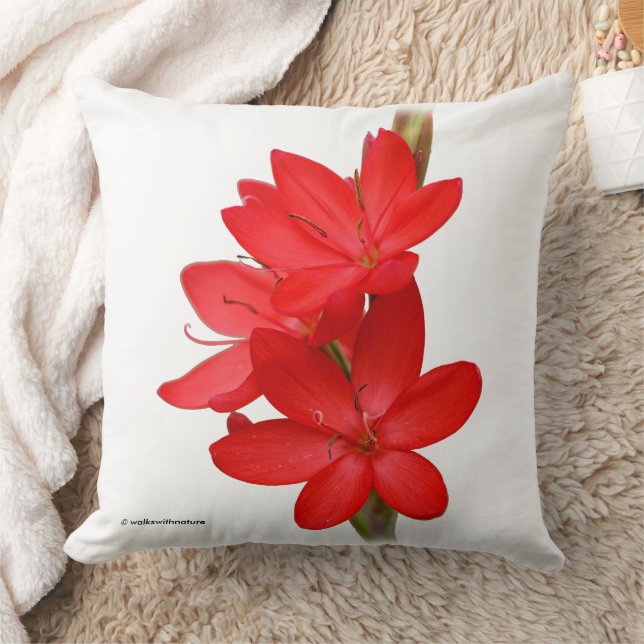 Kaffir Lily/River Lily/Hesperantha Coccinea Kussen (Deken)
