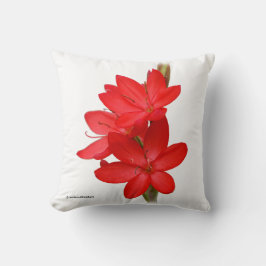 Kaffir Lily/River Lily/Hesperantha Coccinea Kussen