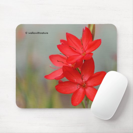 Kaffir Lily/River Lily/Hesperantha Coccinea Muismat (Met muis)