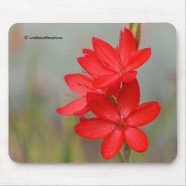 Kaffir Lily/River Lily/Hesperantha Coccinea Muismat