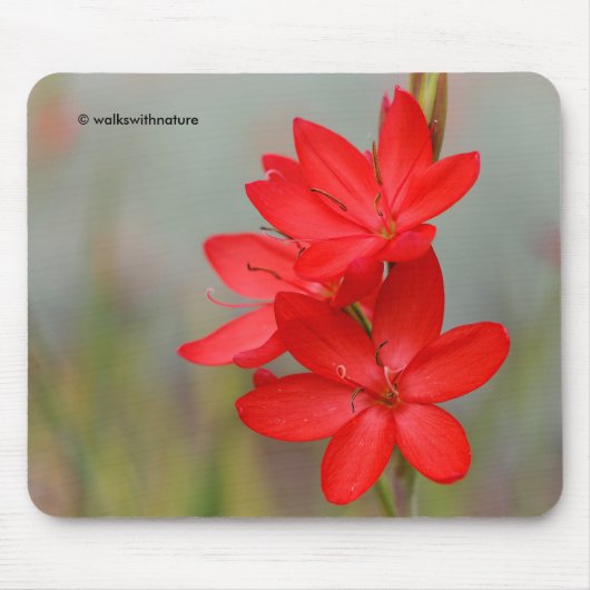Kaffir Lily/River Lily/Hesperantha Coccinea Muismat (Voorkant)