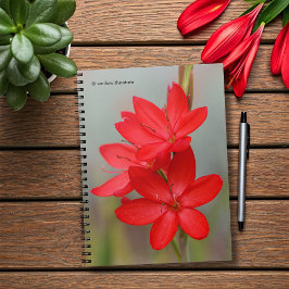 Kaffir Lily/River Lily/Hesperantha Coccinea Notitieboek