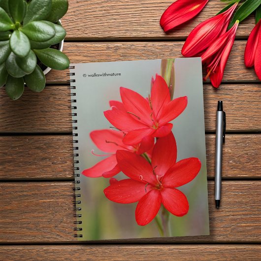 Kaffir Lily/River Lily/Hesperantha Coccinea Notitieboek