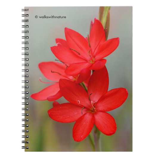 Kaffir Lily/River Lily/Hesperantha Coccinea Notitieboek (Voorkant)