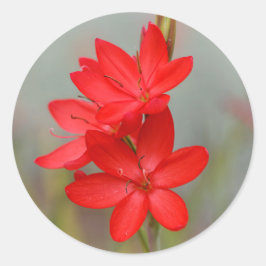 Kaffir Lily/River Lily/Hesperantha Coccinea Ronde Sticker