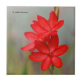 Kaffir Lily/River Lily/Hesperantha Coccinea Tegeltje