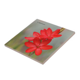 Kaffir Lily/River Lily/Hesperantha Coccinea Tegeltje