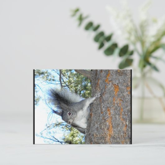 Kaibab Squirrel (Sciurus aberti kaibabensis) Briefkaart (Staand voorkant)