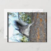 Kaibab Squirrel (Sciurus aberti kaibabensis) Briefkaart (Voorkant / Achterkant)