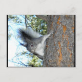 Kaibab Squirrel (Sciurus aberti kaibabensis) Briefkaart (Voorkant)