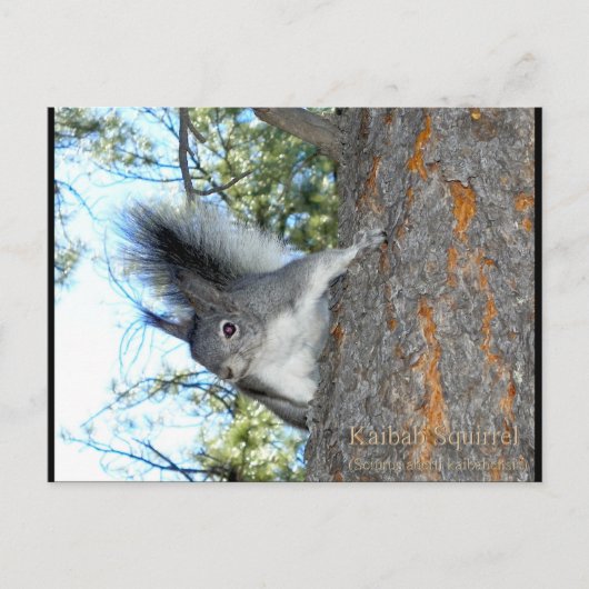 Kaibab Squirrel (Sciurus aberti kaibabensis) Briefkaart (Voorkant)