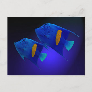 Kaiserfischpaar Briefkaart