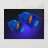 Kaiserfischpaar Briefkaart (Voorkant)