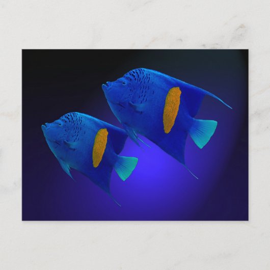 Kaiserfischpaar Briefkaart (Voorkant)