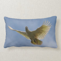 Kakadoe Vogel Papegaai Dier Vliegen Lucht Australi