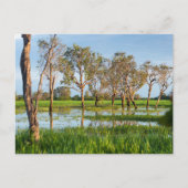 Kakadu billabong Northern Territory Australië Briefkaart (Voorkant)