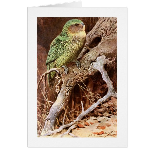 Kakapo (Voorkant)
